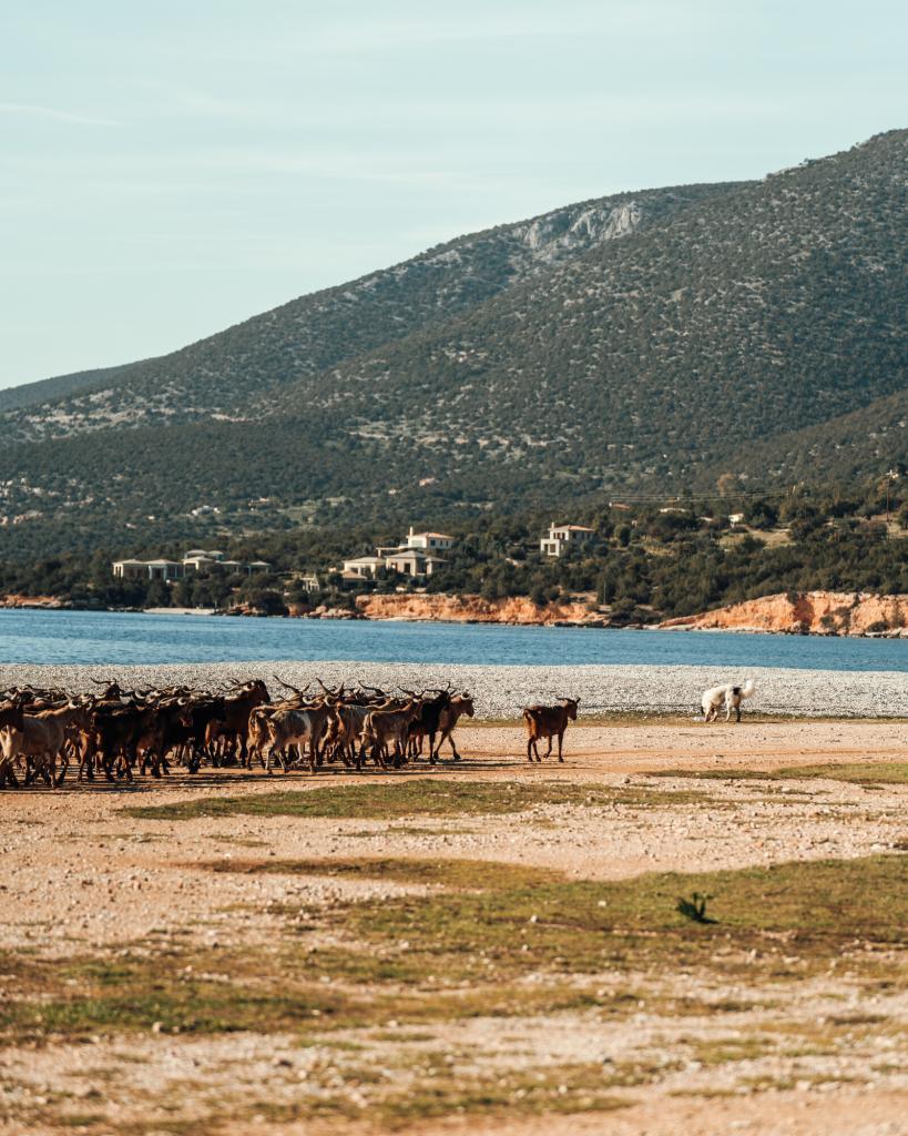 Ziegenherde am griechischen strand