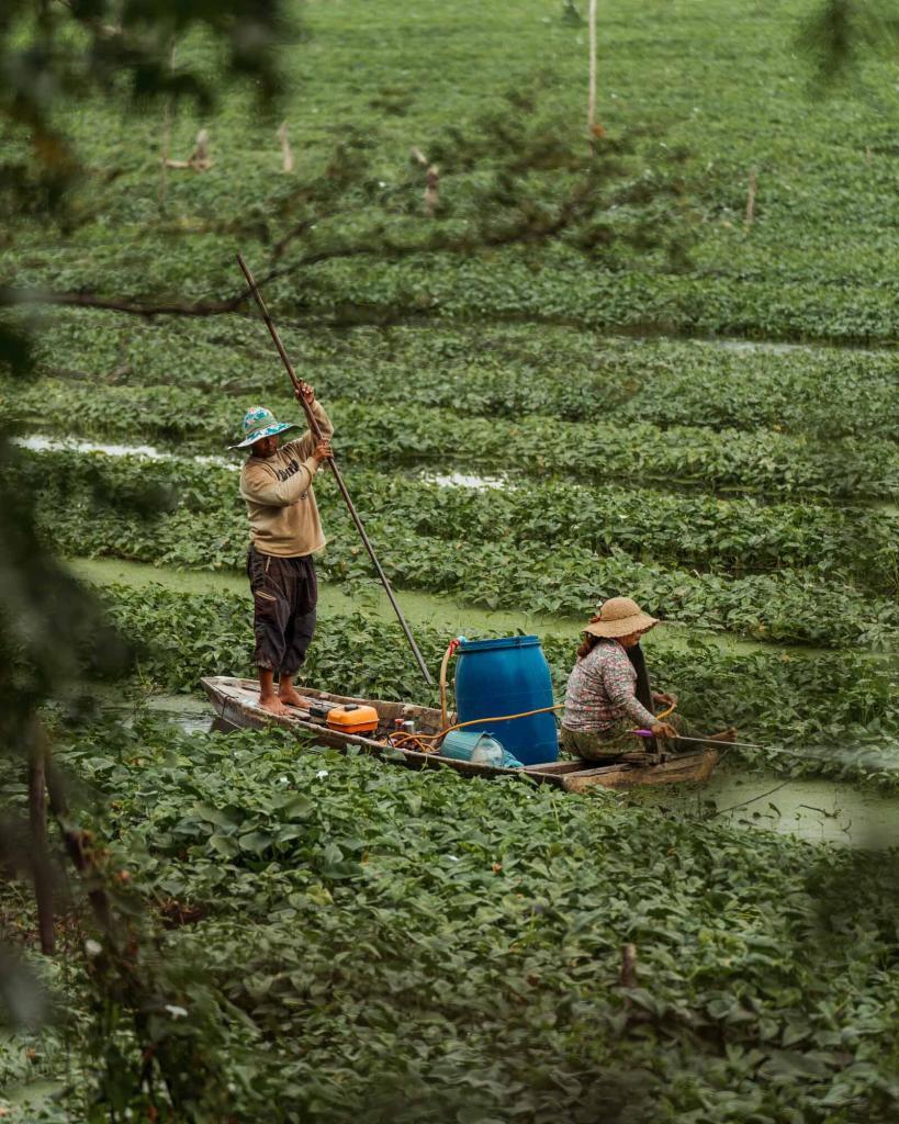 Landwirtschaft in kambodscha