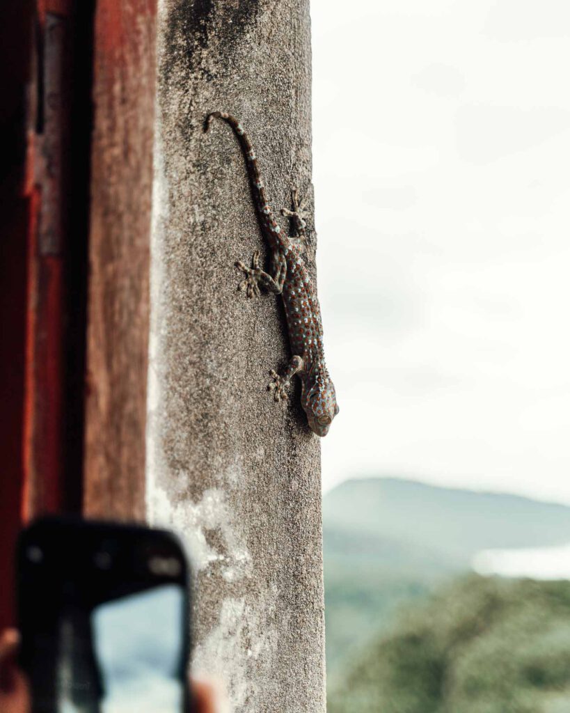 Gecko in kambodscha