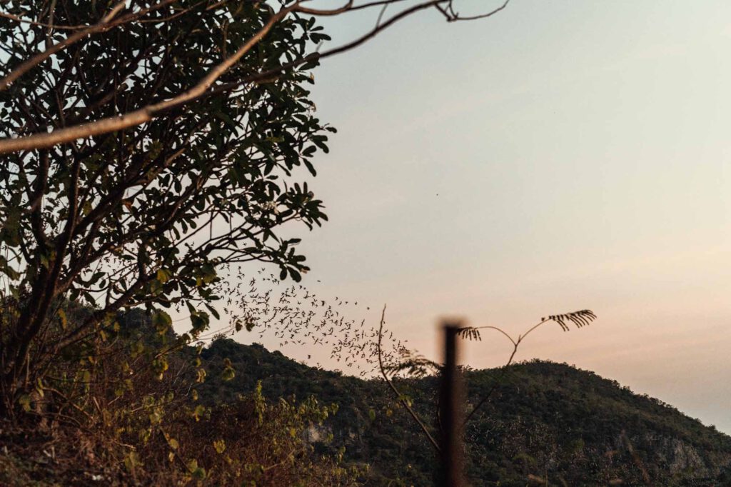 Fledermäuse am himmel von battambang, kambodscha zur abendsonne